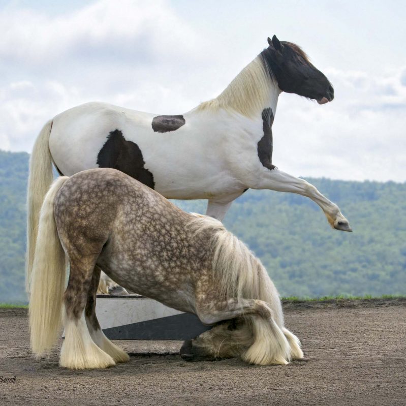 "Zarina & Chloe" Full Circle Farm, Deb Cossingham