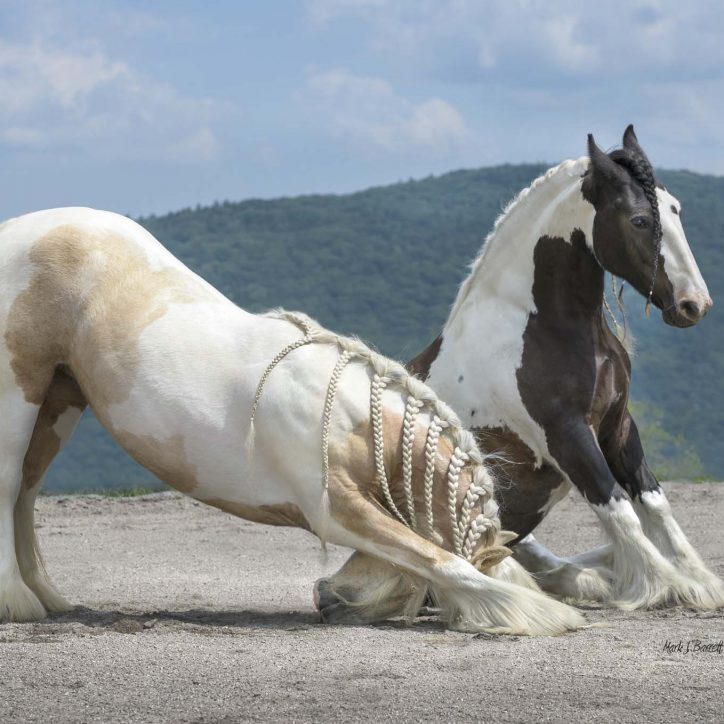 "Zarina & Chloe" Full Circle Farm, Deb Cossingham